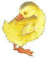Canard