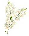 Fleur3