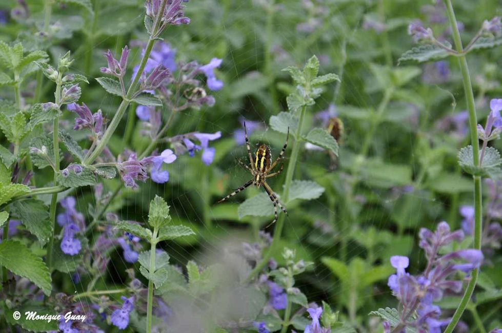 argiope-frelon-7532.jpg