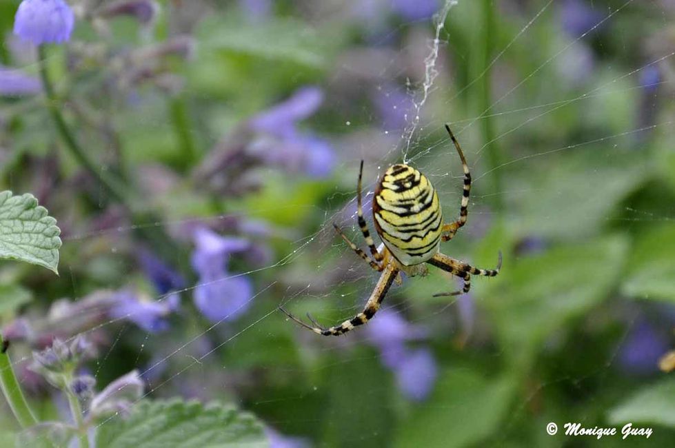 argiope-frelon-7534.jpg