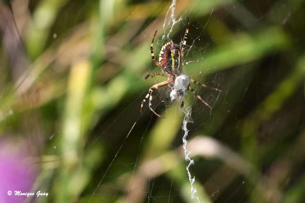 argiope-frelon-3023.jpg
