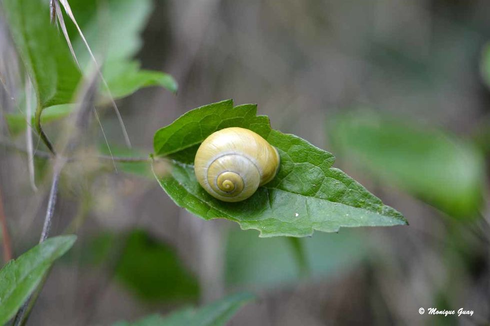 escargot-9718.jpg