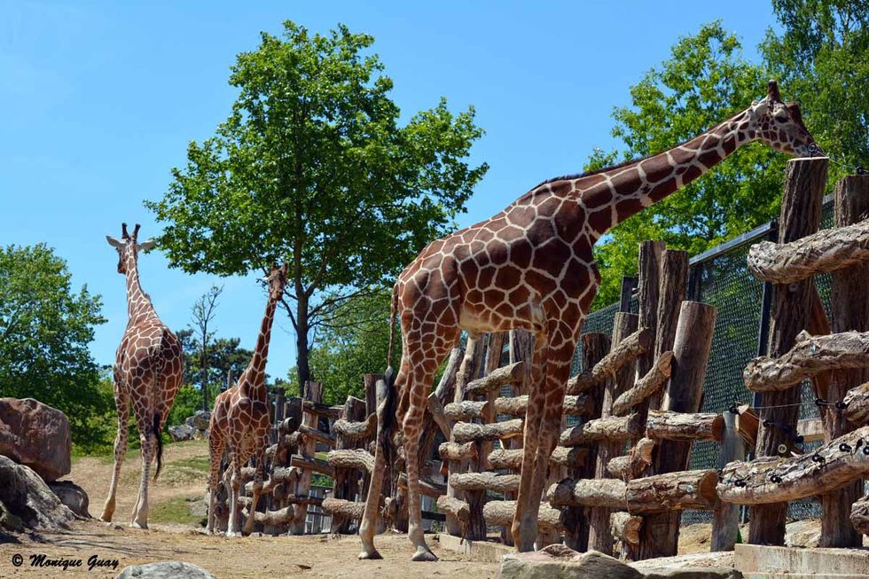 girafes-6700.jpg