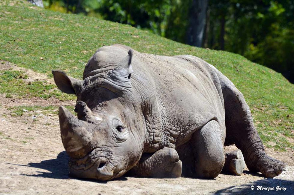 rhinoceros-indien-6681.jpg