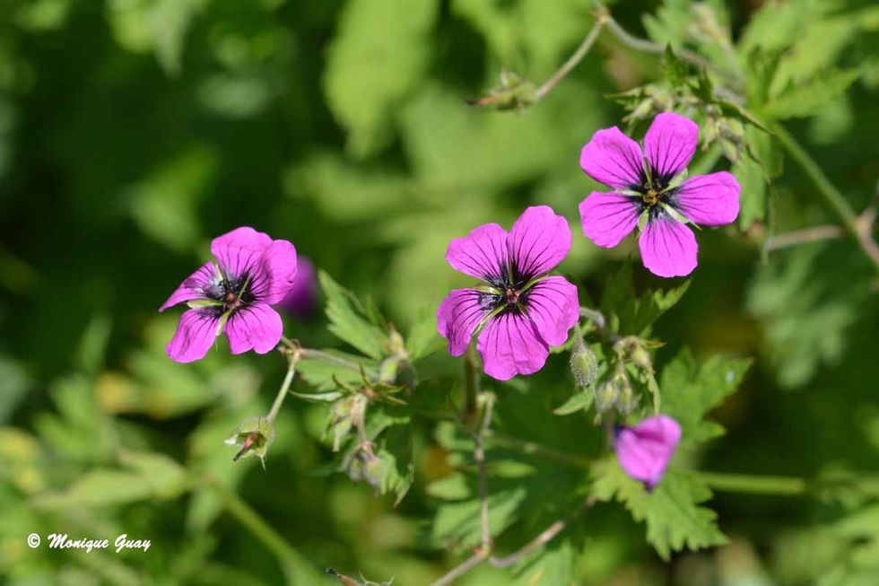trio-de-fleurs-8566.jpg