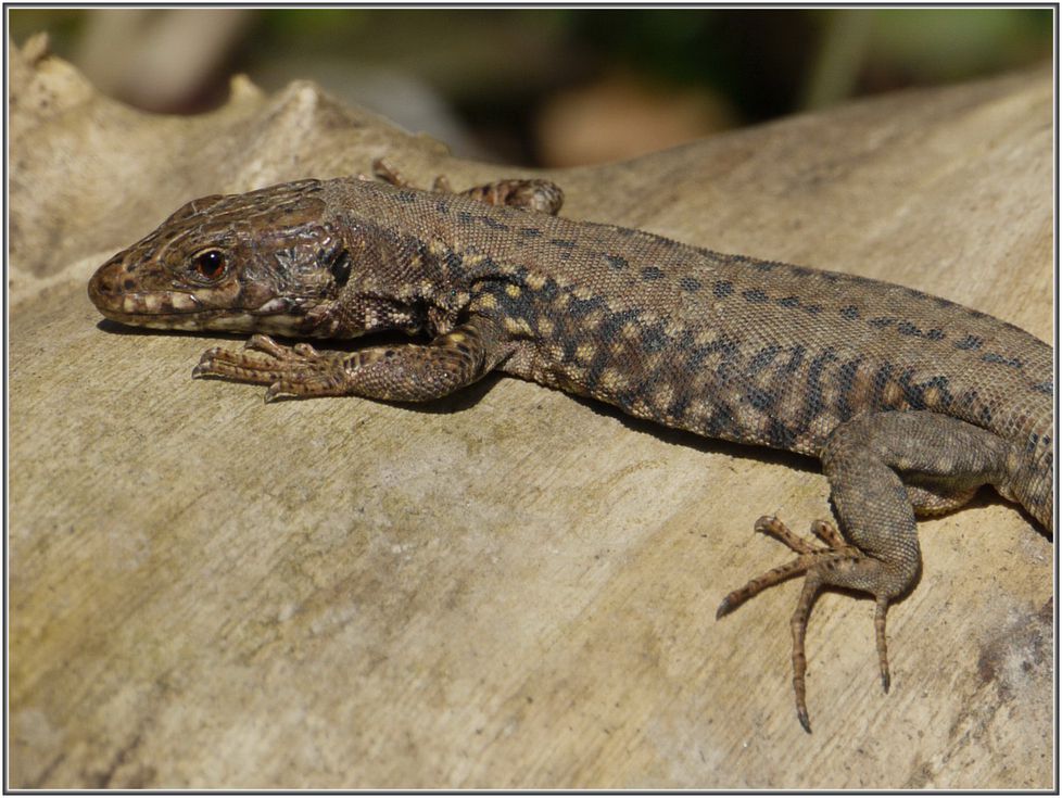 Lézard des Murailles 001