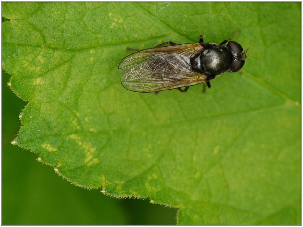 Syrphe-002-copie-1.JPG
