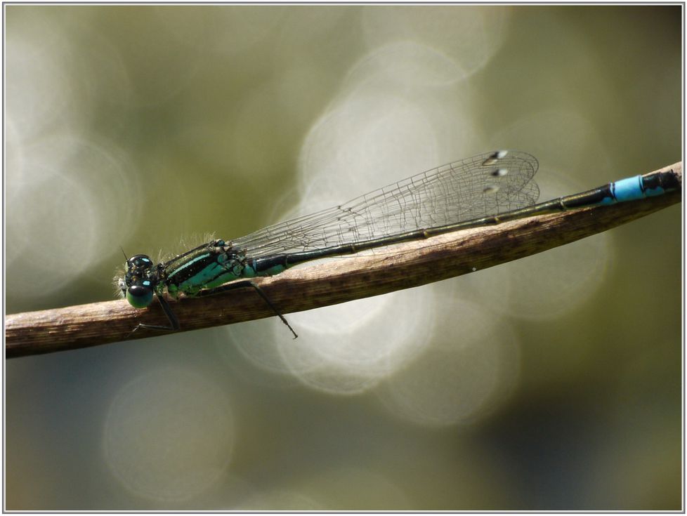 Agrion élégant 009x