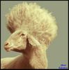 mouton-punk-babethon