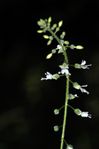 plante-0001 ANST